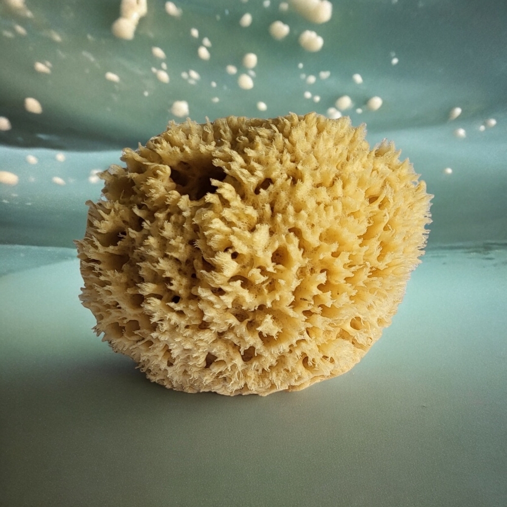 Now Available! Natural Sea Sponges Variety Of Sizes See Below! - Picture 7 of 9